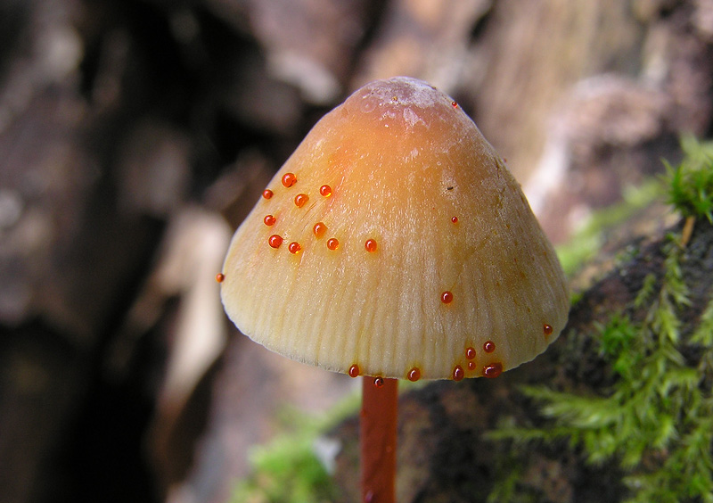 Mycena crocata